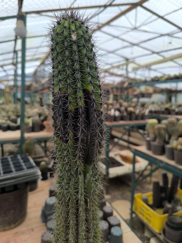 Stenocereus thurberi