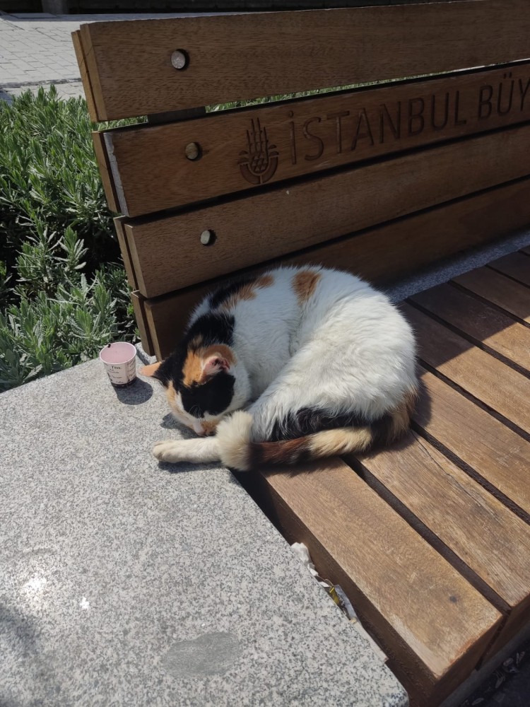 WhatsApp Image 2026-04-08 at 22.03.41 (1).jpeg