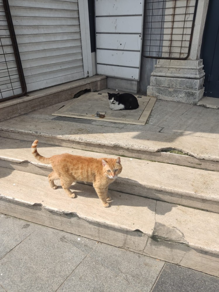 WhatsApp Image 2026-04-08 at 22.03.42.jpeg