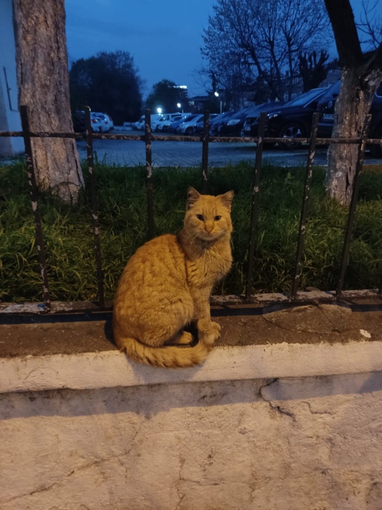 WhatsApp Image 2026-04-08 at 22.03.34.jpeg