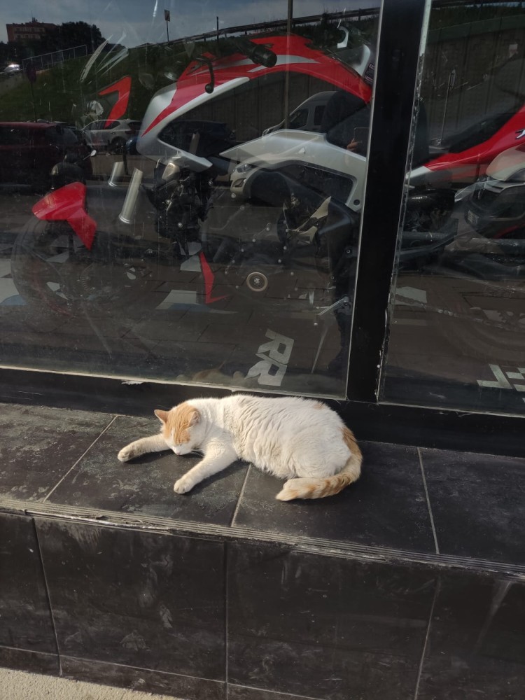 WhatsApp Image 2026-04-08 at 22.03.39 (1).jpeg