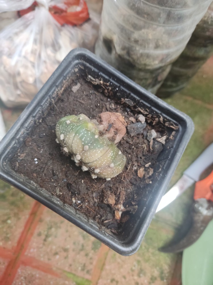 WhatsApp Image 2026-04-11 at 21.49.08.jpeg