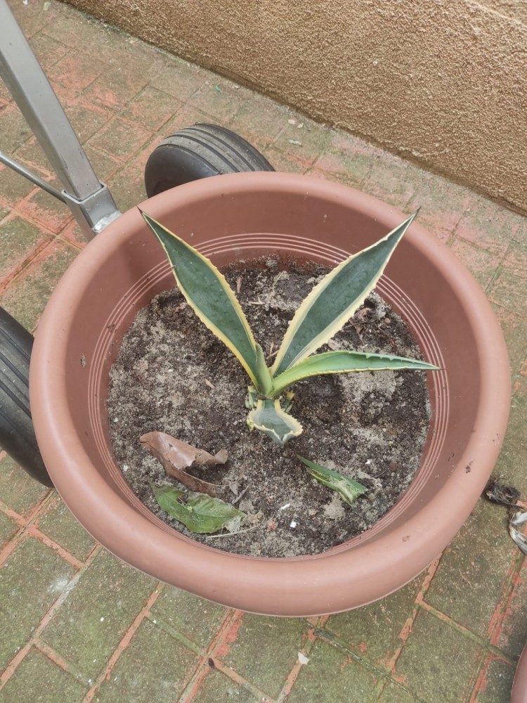 WhatsApp Image 2026-04-11 at 21.49.04 (1).jpeg