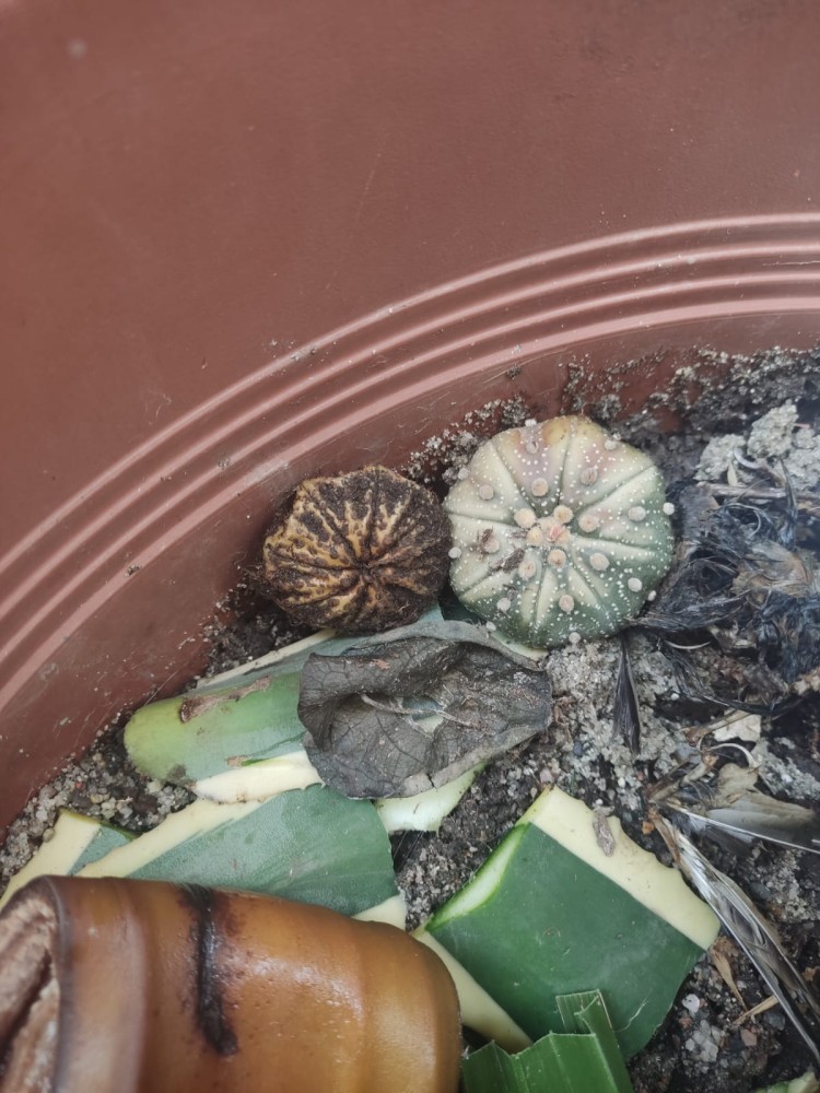 WhatsApp Image 2026-04-11 at 21.49.03 (3).jpeg