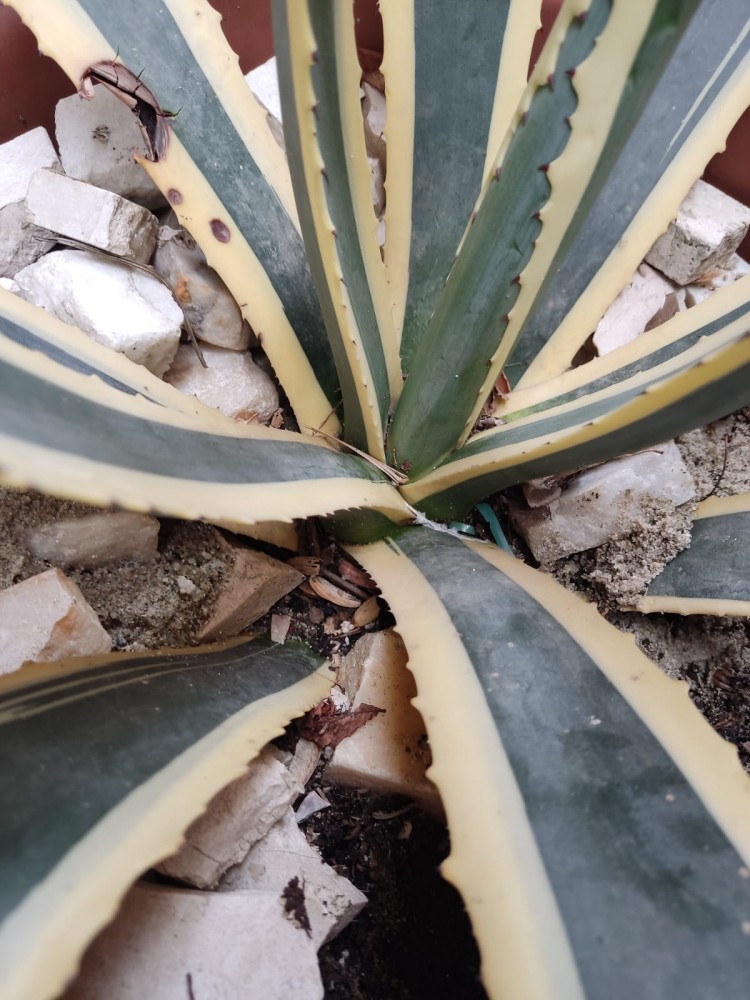 WhatsApp Image 2026-04-11 at 21.49.00 (1).jpeg