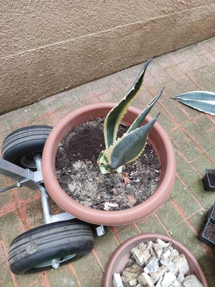 WhatsApp Image 2026-04-11 at 21.49.00.jpeg