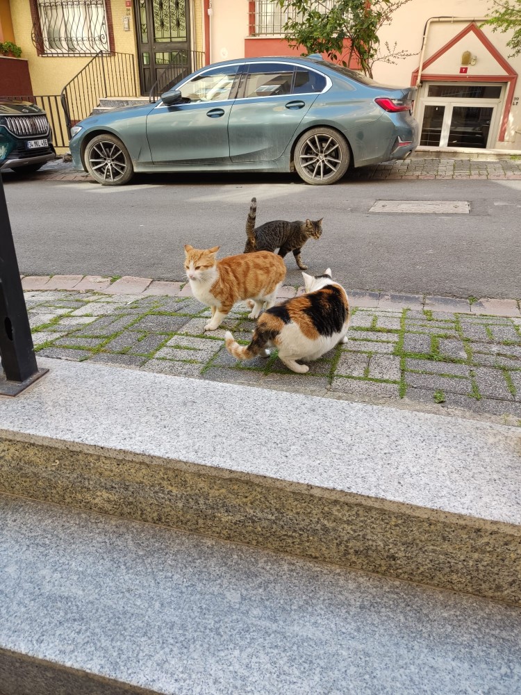 WhatsApp Image 2026-04-12 at 17.30.52 (1).jpeg