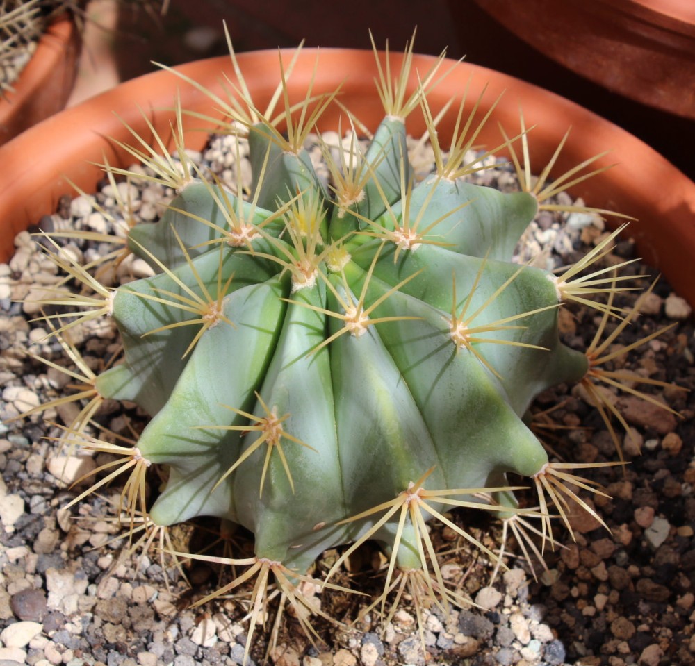 Ferocactus glaucescens.