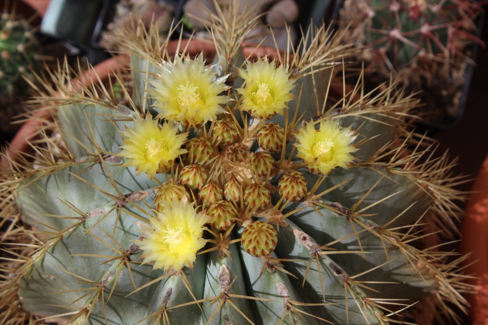 Ferocactus glaucescens floreciendo.