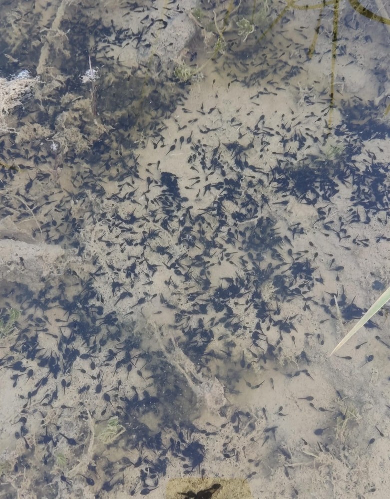 WhatsApp Image 2026-04-23 at 20.18.25 (1).jpeg