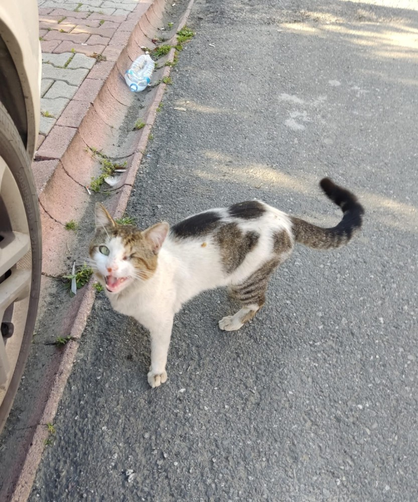 WhatsApp Image 2026-04-24 at 20.35.31 (1).jpeg