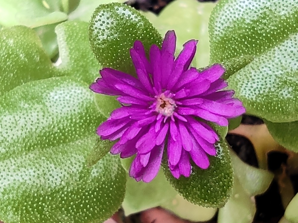 Aptenia cordifolia 20260425 154730.jpg