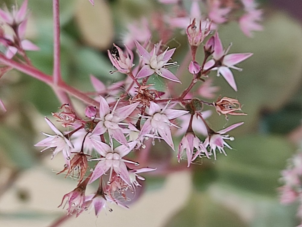 Crassula multicava 20260427 164939.jpg