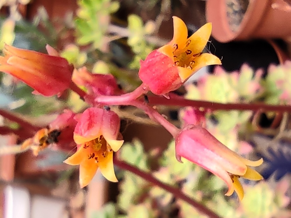 Echeveria agavoides 20260425 154619.jpg