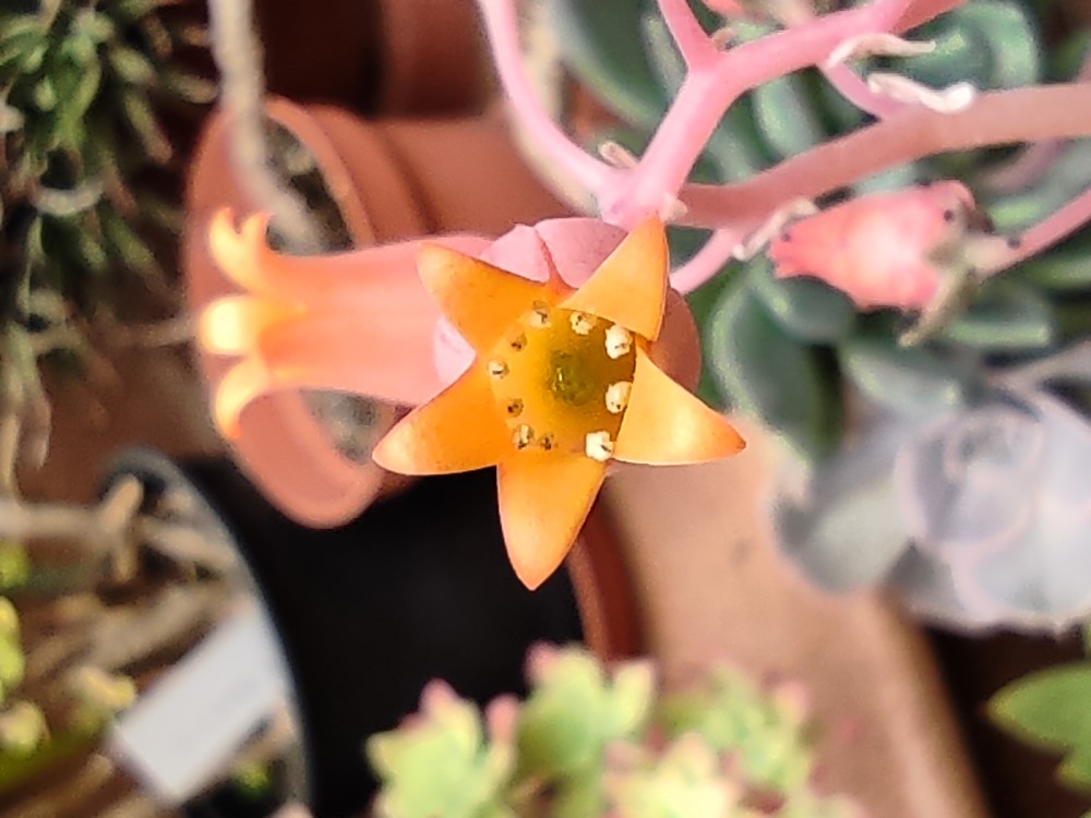 Echeveria lilacina 20260425 155610.jpg
