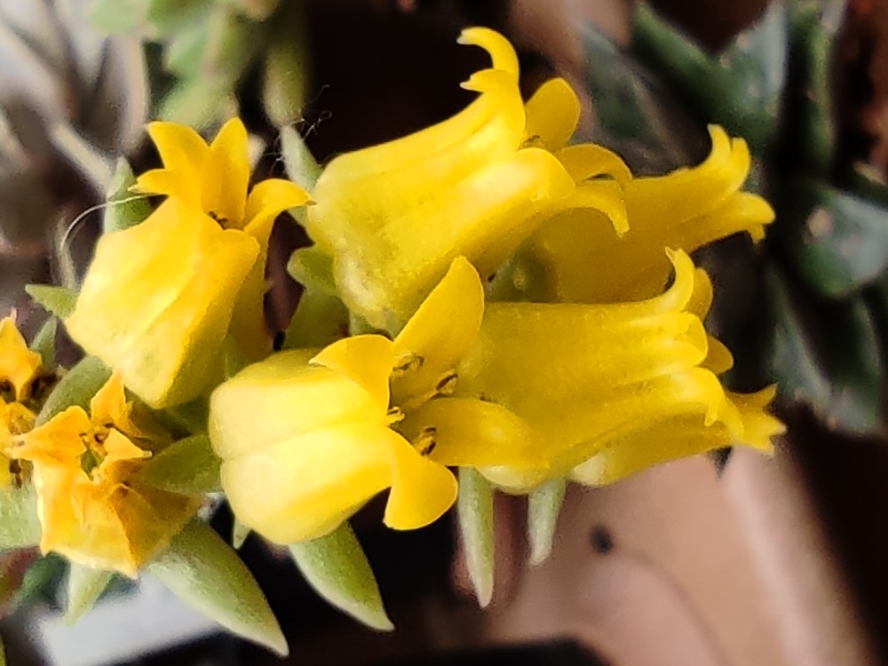 Echeveria pulidonis 20260425 154553.jpg