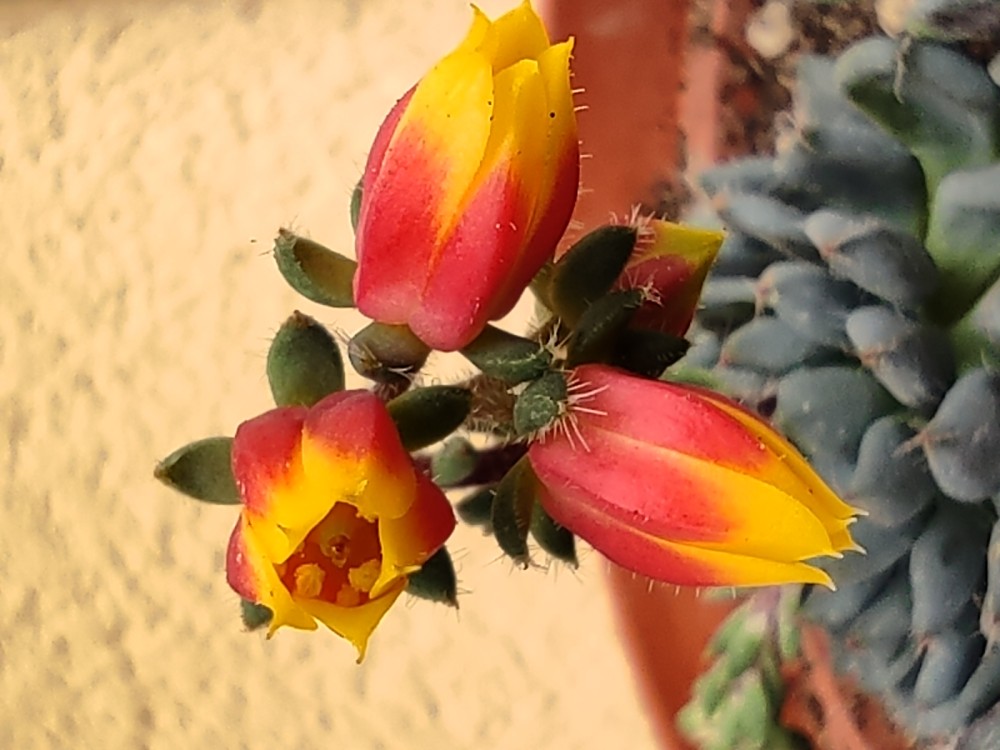 Echeveria setosa deminuta 20260425 154523.jpg