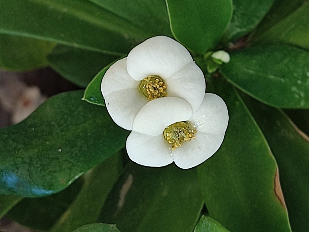 Euphorbia milii 20260427 164843.jpg