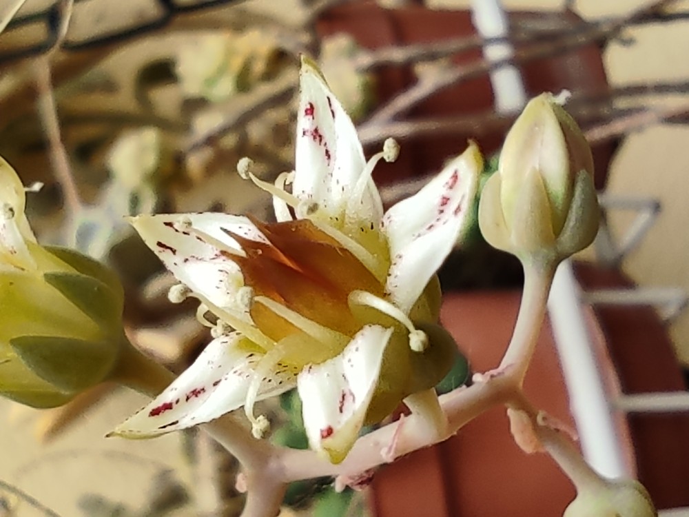 Graptopetalum paraguayense 20260425 154455.jpg