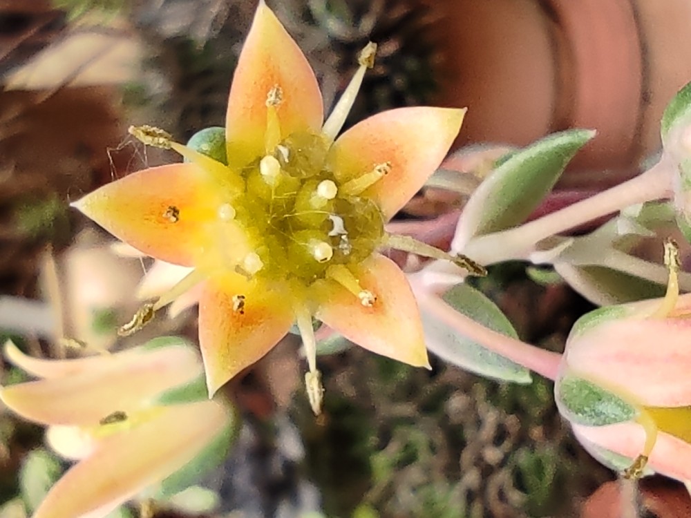 Pachyveria corvus 20260425 154645.jpg