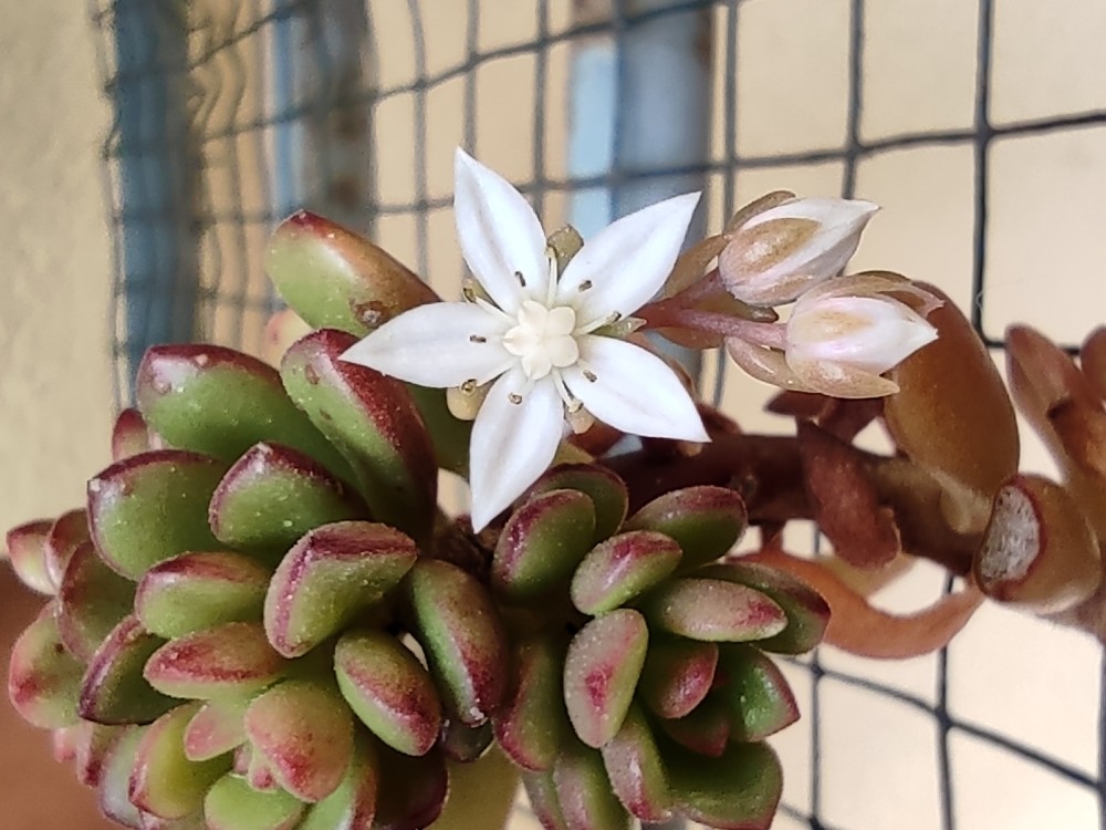 Sedum 'Joyce Tulloch' 20260425 154244.jpg