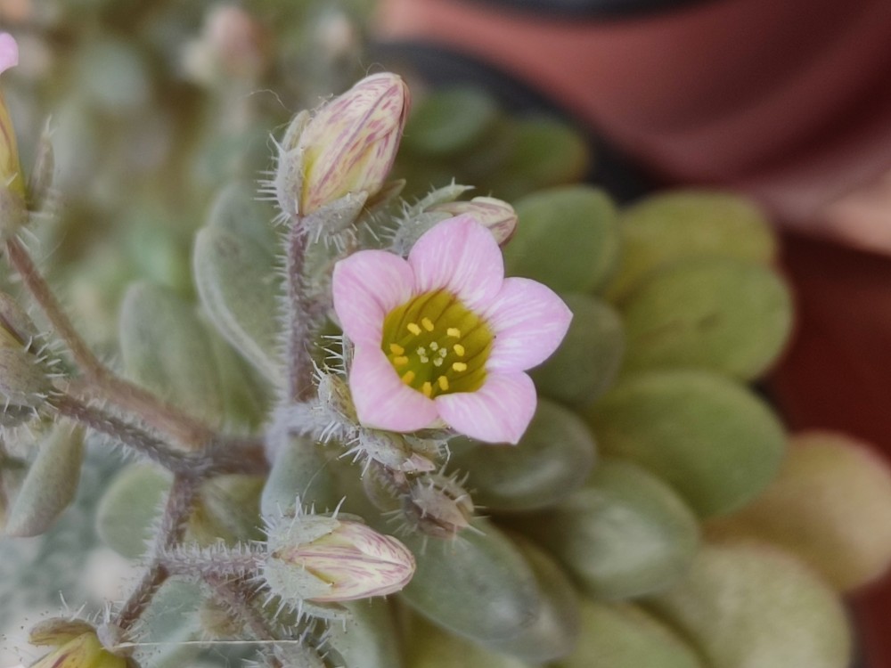 Sedum mucizonia20260427 161248.jpg