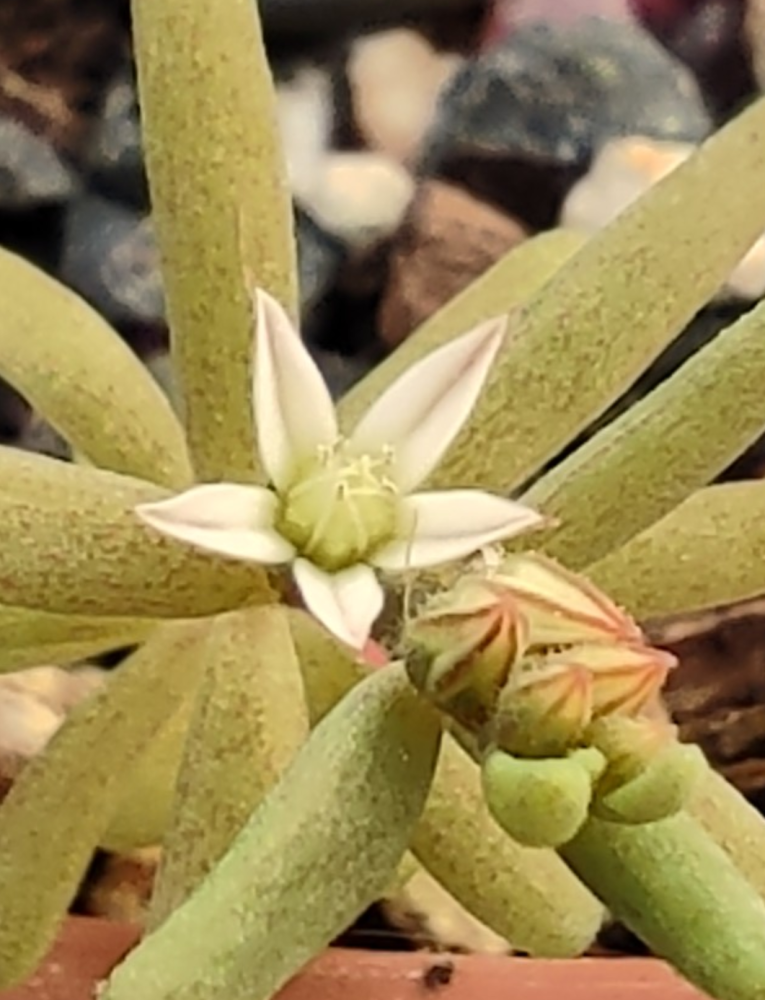 Sedum rubens 20260427 160153.png