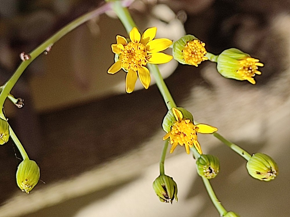 Senecio crassissimus 20260427 164509.jpg