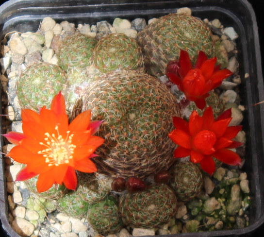 Rebutia.