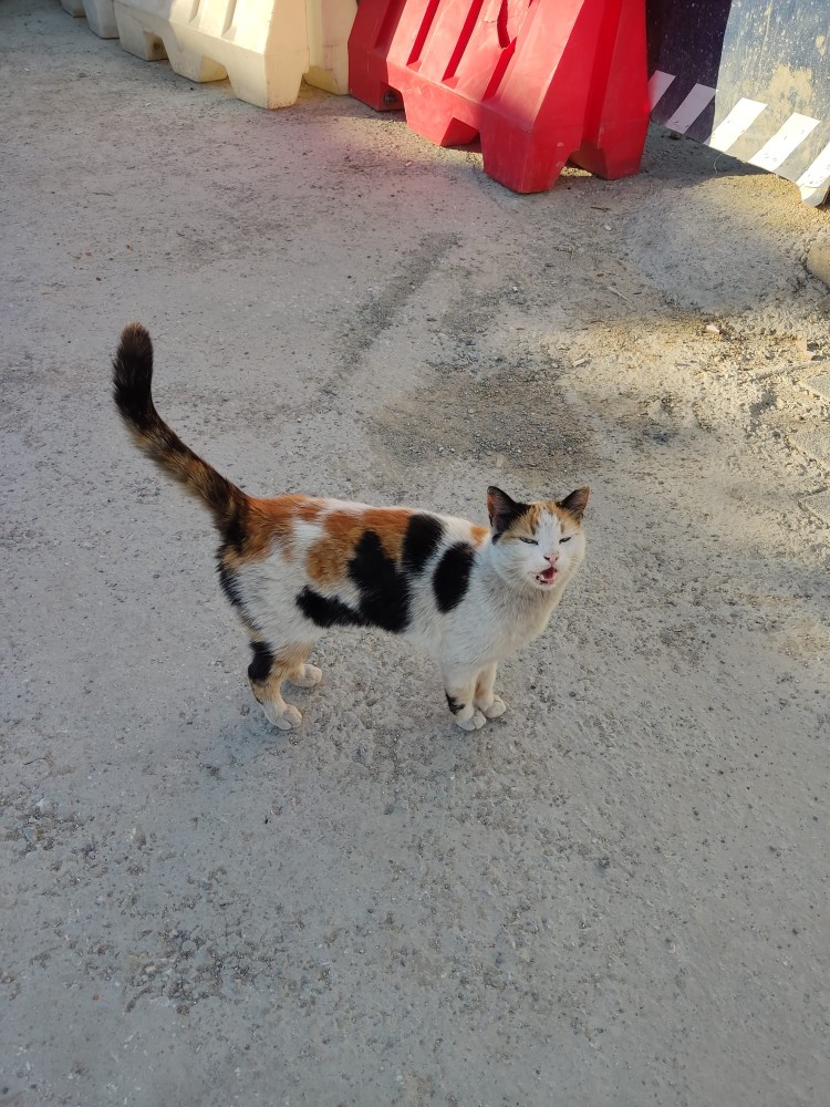 WhatsApp Image 2026-04-25 at 22.18.16 (2).jpeg