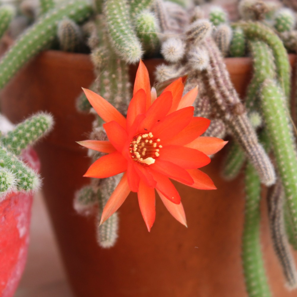 Posible aporocactus flagelliformis.