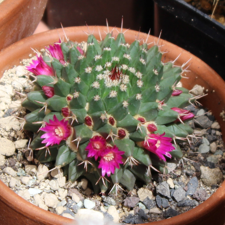 Mammillaria.