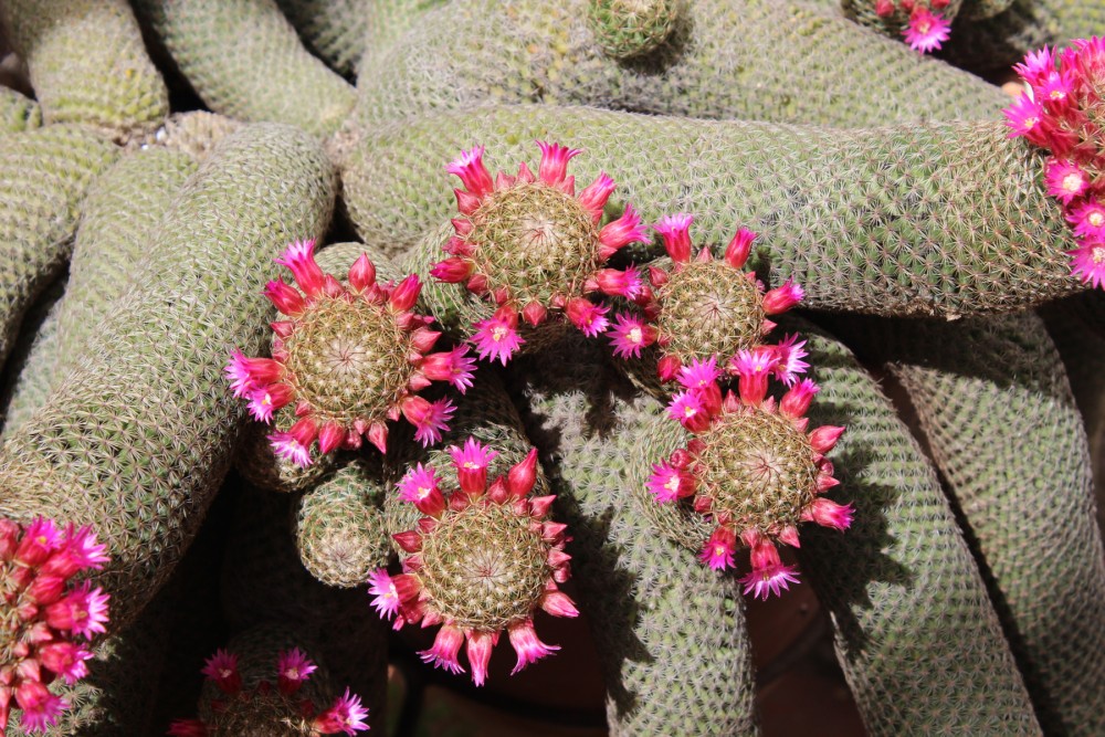 Mammillaria matudae.