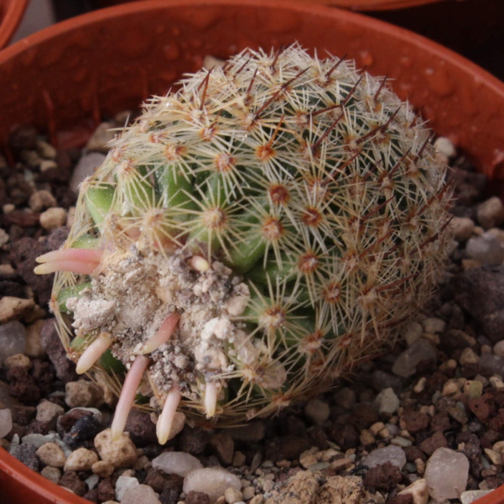 Esqueje enraizado de Mammillaria matudae.