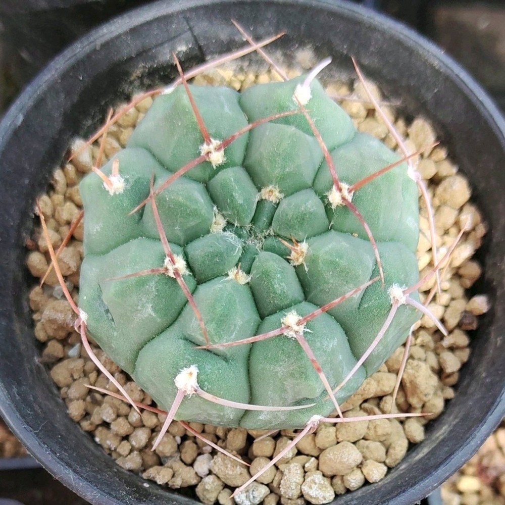 Gymnocalycium vatteri1.jpg