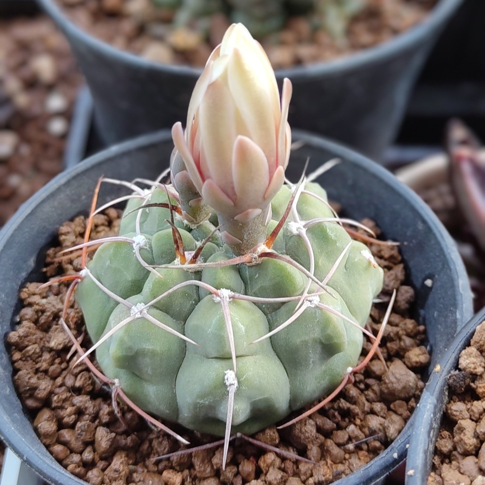 Gymnocalycium vatteri2.jpg