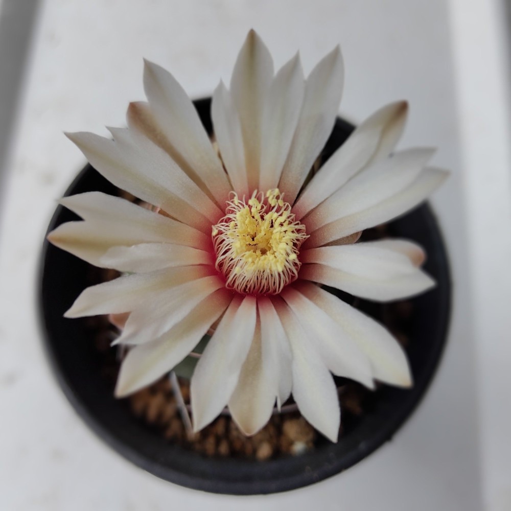 Gymnocalycium vatteri3.jpg
