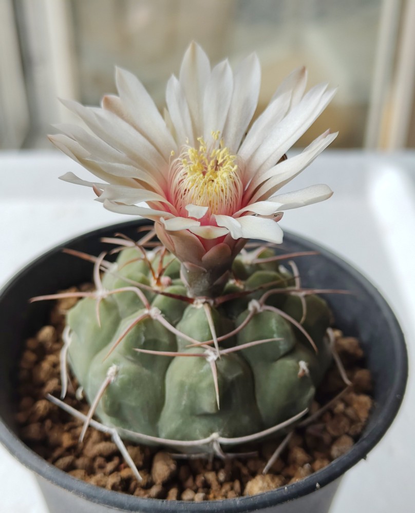 Gymnocalycium vatteri4.jpg