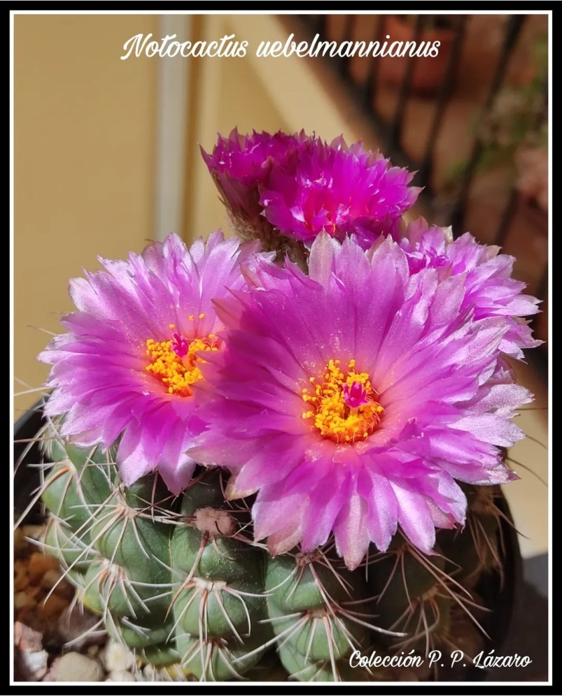 Notocactus uebelmannianus 2026.jpg