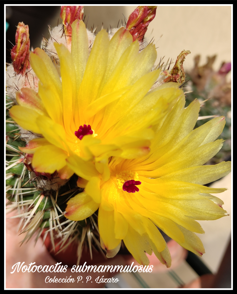 Notocactus submammulosus 2026.png