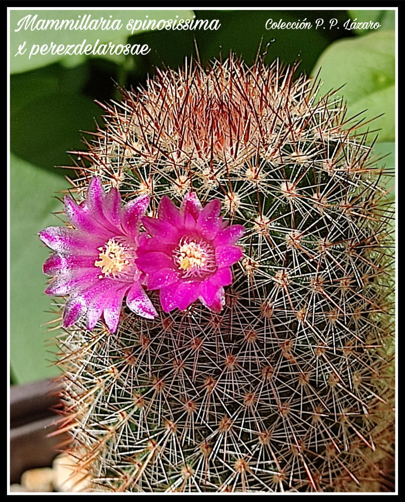 Mam. spinosissima x perezdelarosae 2026.png