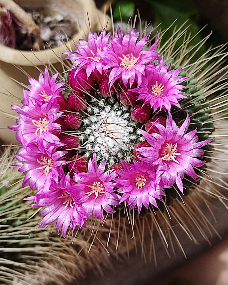 Mam. spinosissima 2026.jpg