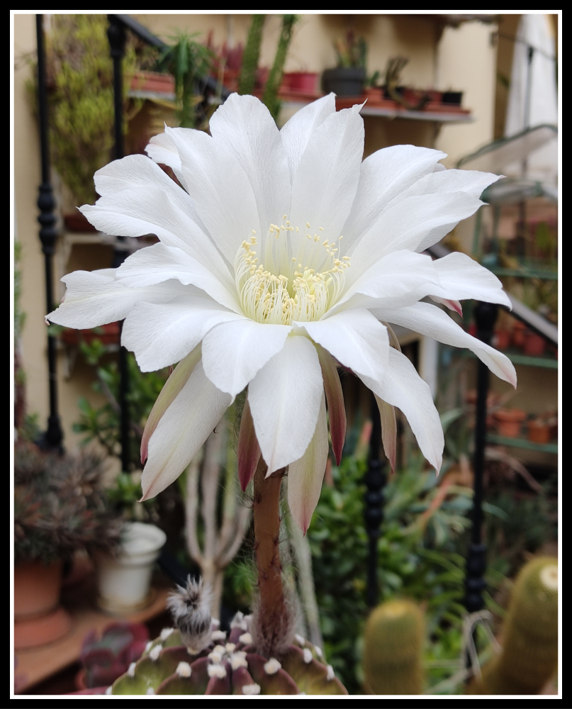 Echinopsis subdenudata 2026.png
