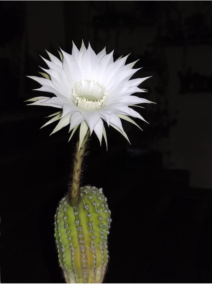 Echinopsis oxygona 2026.jpg