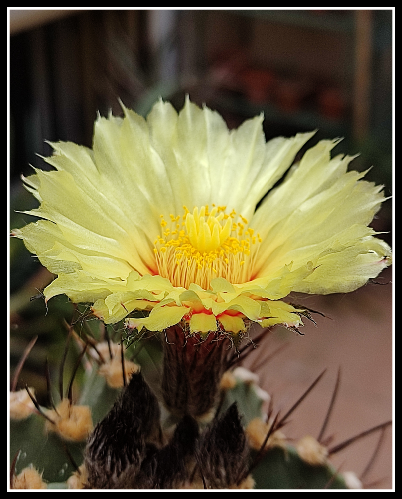 Astrophytum capricorne 2026.png
