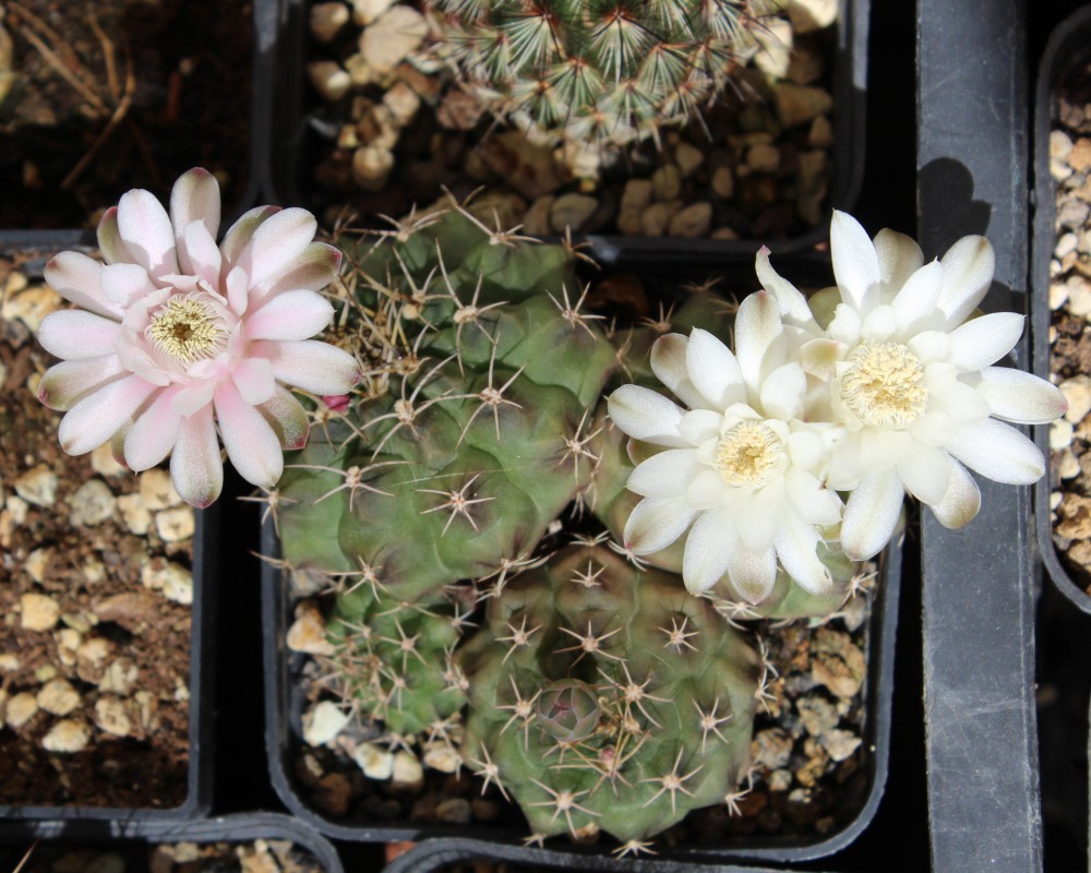 Gymnocalycium.