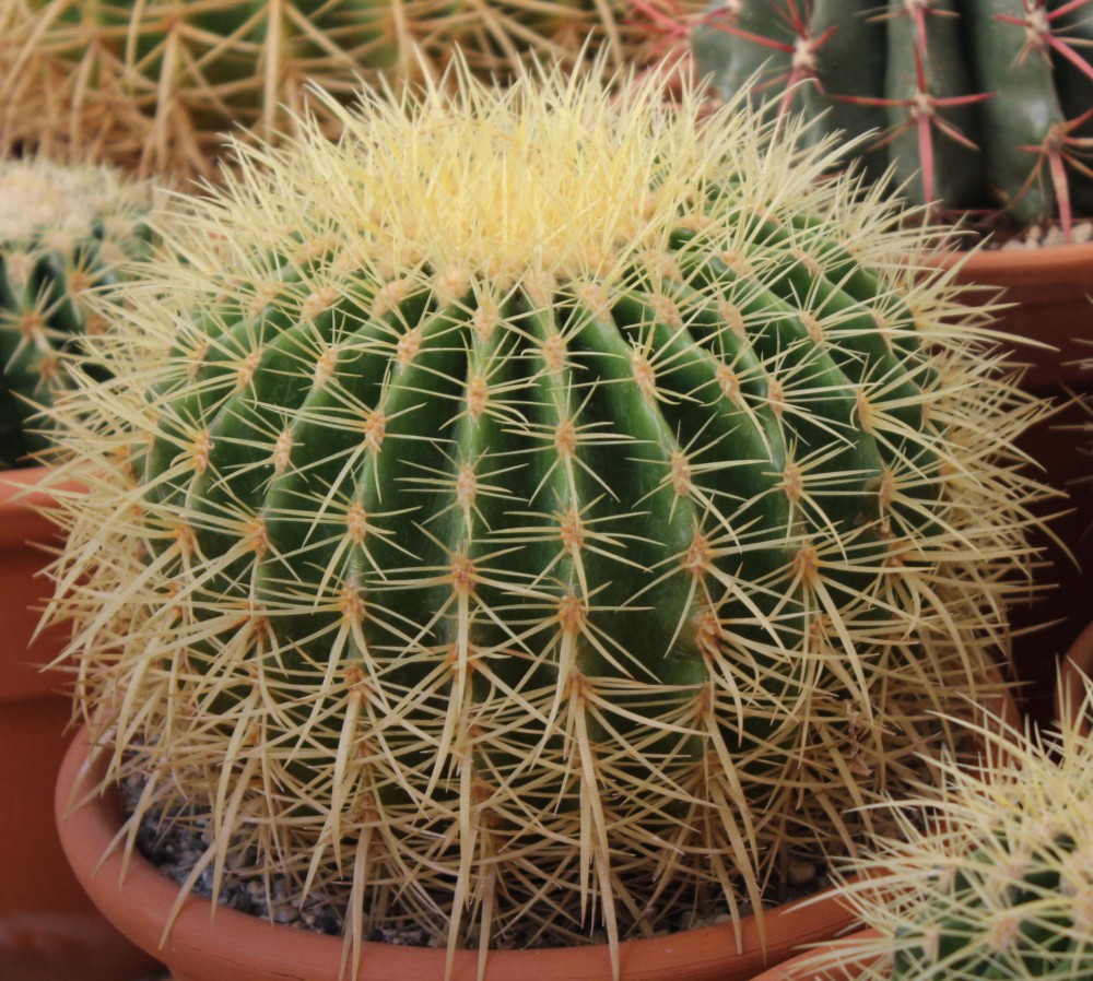 Echinocactus grusonii. Se pueden apreciar algunas manchas.