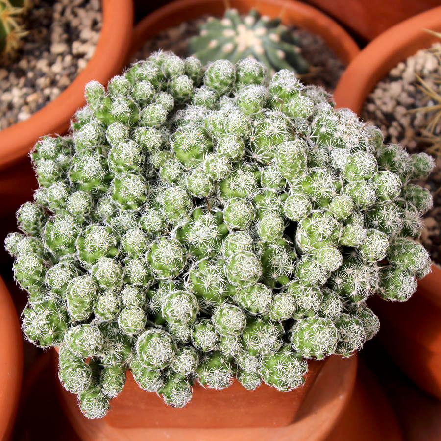 Mammillaria.