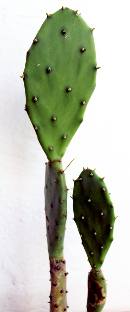 Opuntia pequeña.