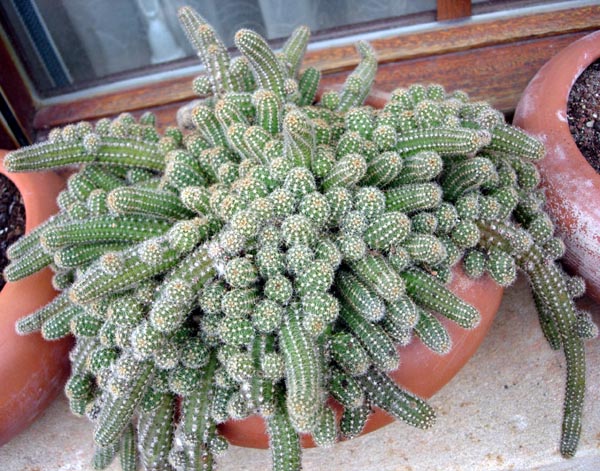 Echinopsis silvestrii 12.jpg